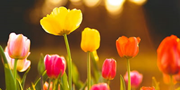 sping-flowers-min.png