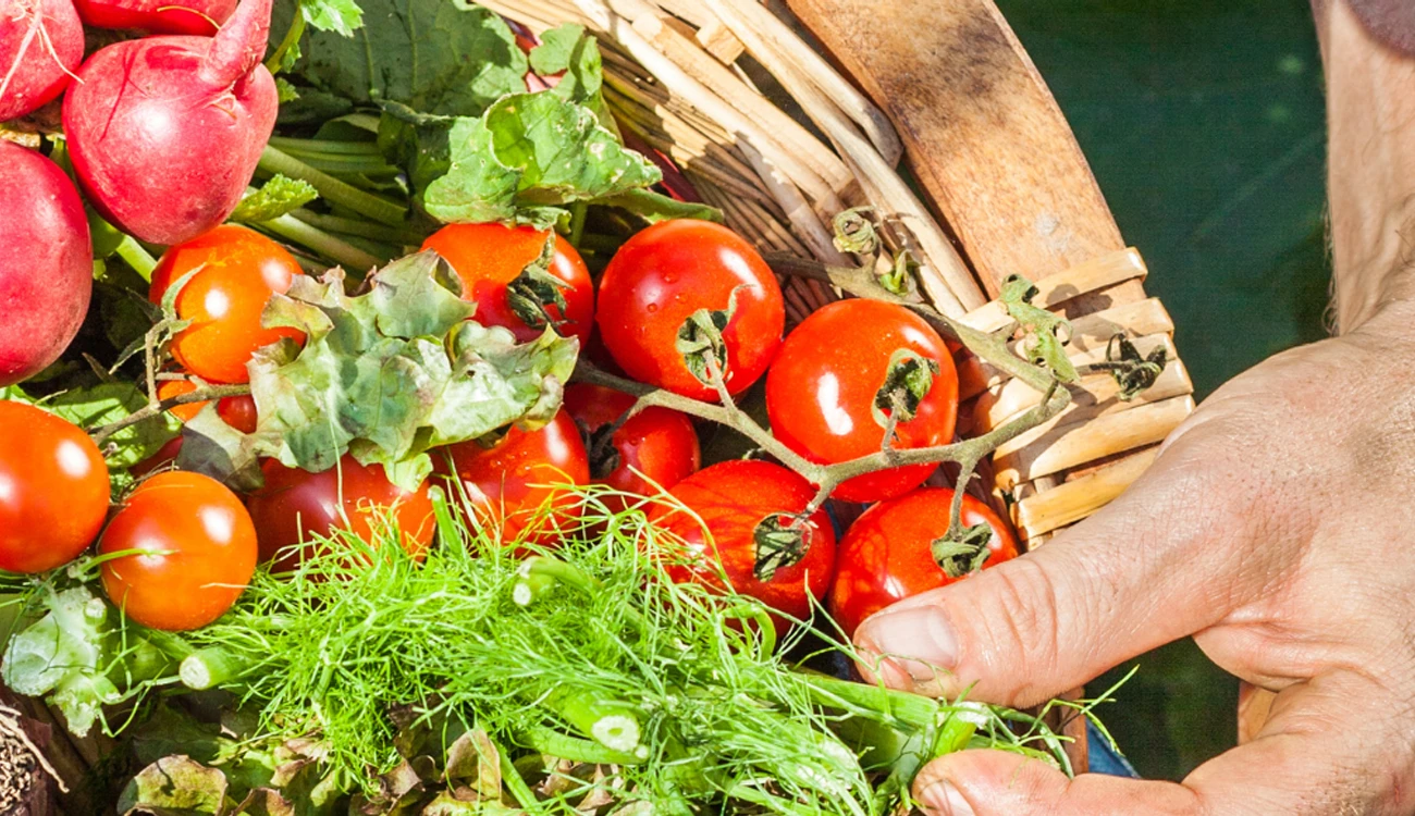 vegetables in a basket